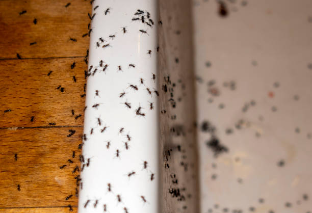 Best Residential Pest Control  in Marbury, AL