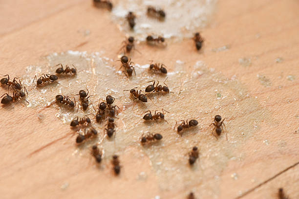 Professional Pest Control in Marbury, AL